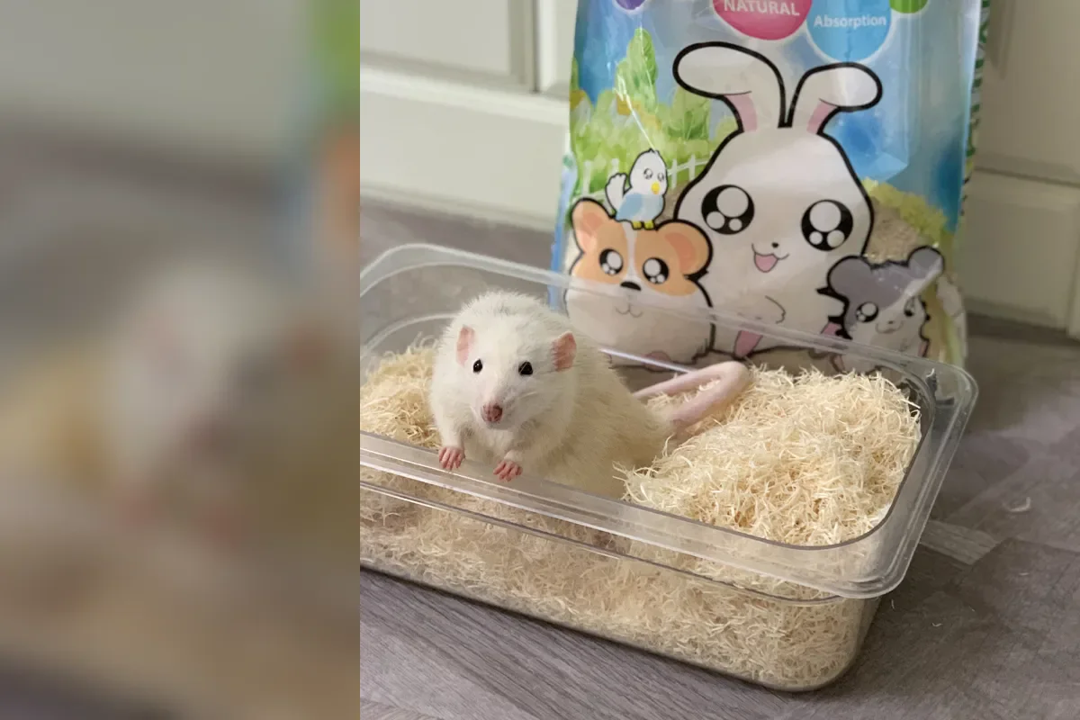 Official Emily pets aspen bedding product with a hamster in a tray