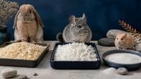 Separate trays of wood shavings, aspen bedding, and quartz bathing sand with a rabbit, chinchilla, and hamster in a softly lit studio